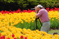 Canadian Tulip Festival Ottawa